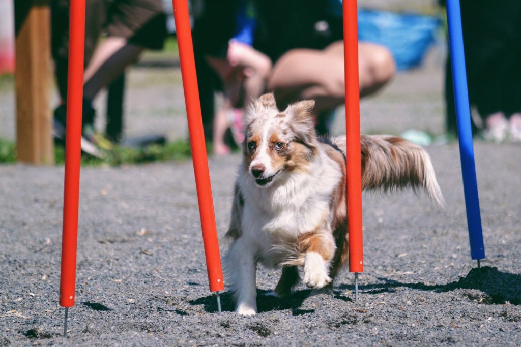 Dog Training Program